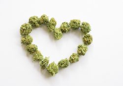 Cannabis legale Italia - Dove comprare la migliore!