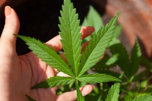 Tecnologia e strumenti per iniziare a coltivare cannabis autofiorente